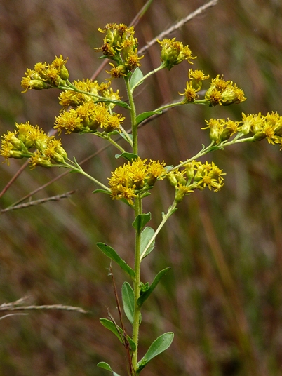 {Solidago rigida}